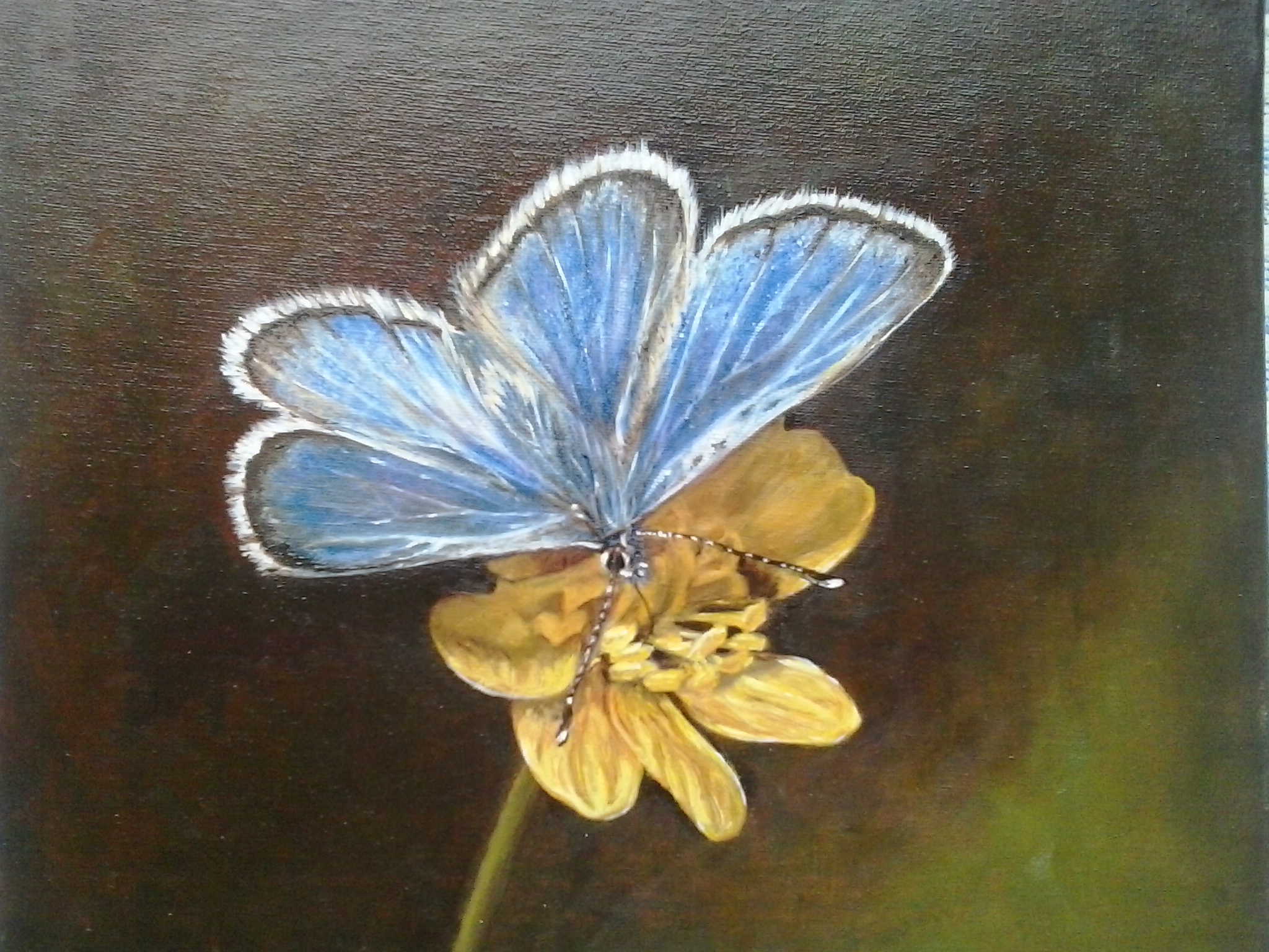 27. Serie Papillón – 8 de 9 – 23 x 27 cm. – Óleo sobre lienzo